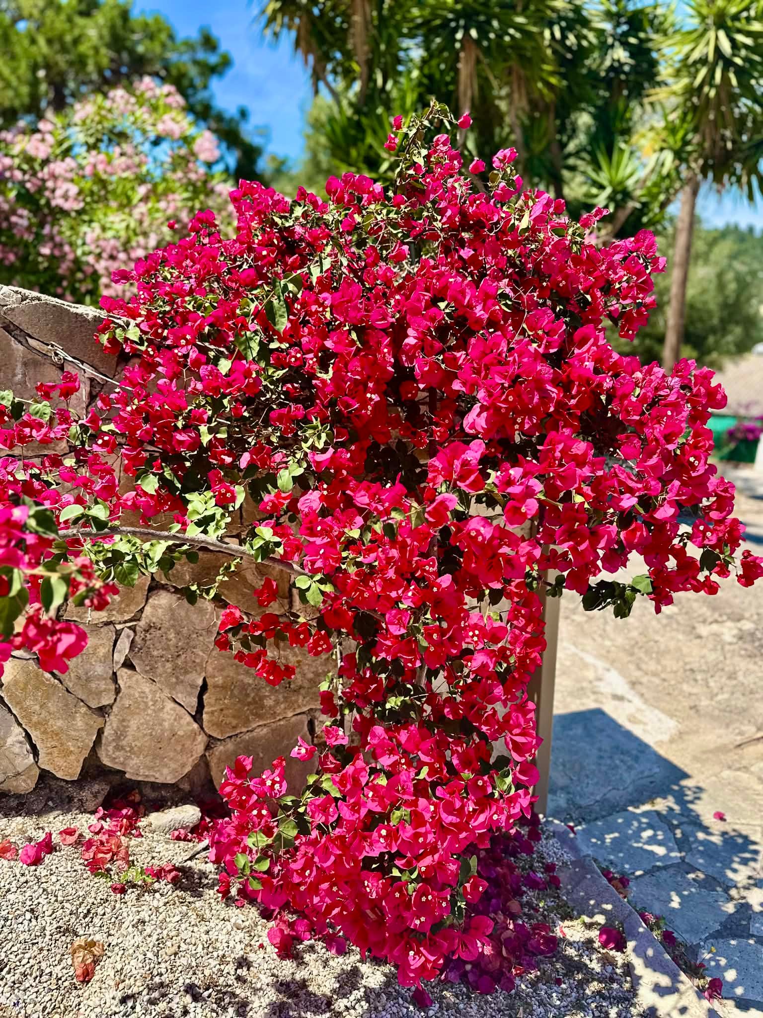 e2cf5d48-89d1-4697-bbb9-604690d04d10